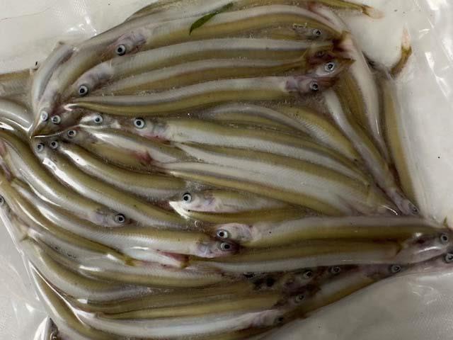 16 Devon Baits Sandeel