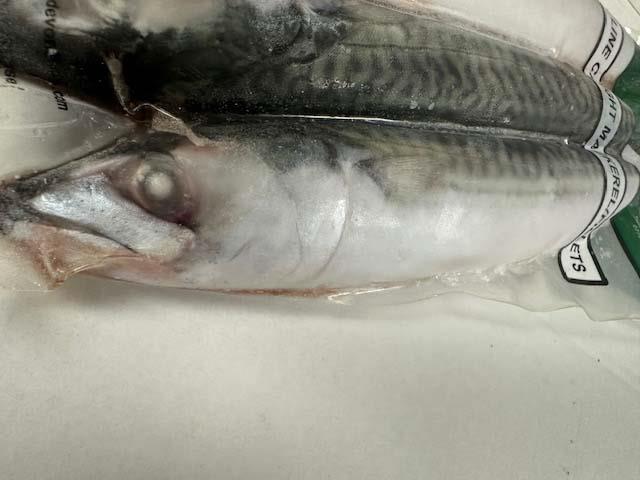 06 Devon Baits Mackerel x2 (Whole)