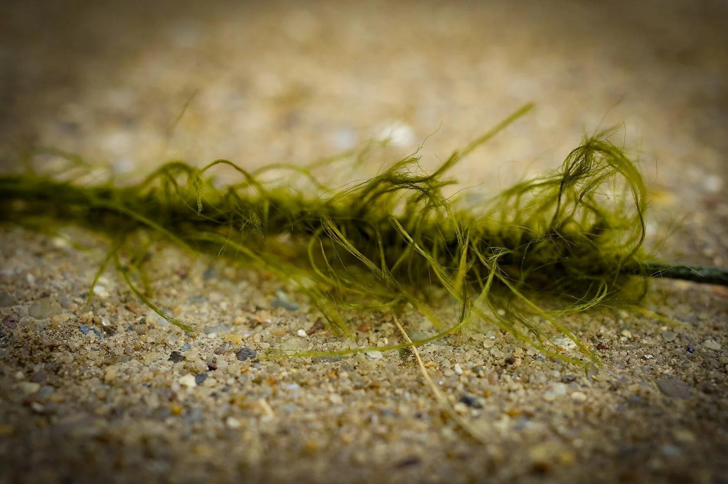 Katran Chain Core Comodo Mimicker Weedy Camo Green 80lb 5m