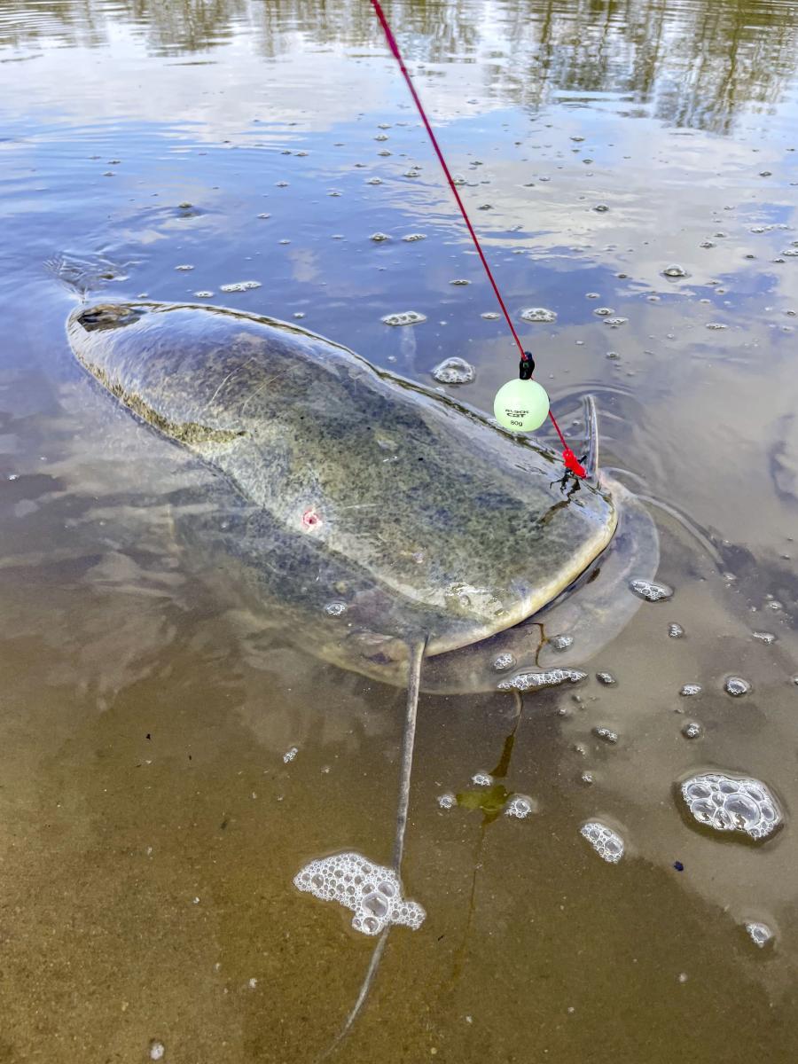 Black Cat Zeus Universal Leader / Fishing Line