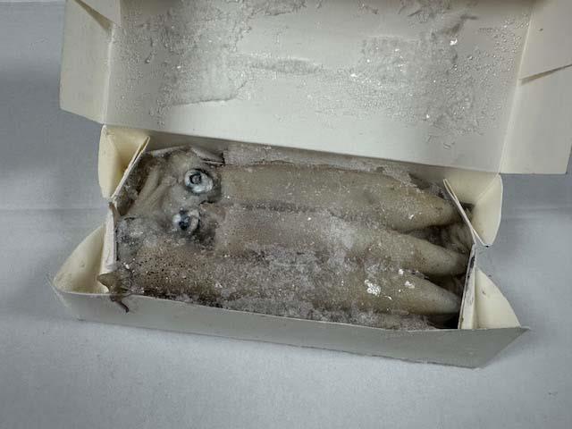 03 Devon Baits Squid 1lb Box Calimari