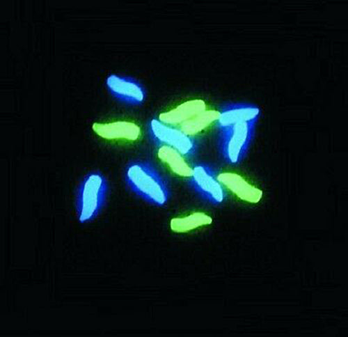 Enterprise Nite Glow Grubs / Maggots - Neon Blue