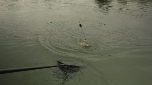 MAP Embed Feeder Inline