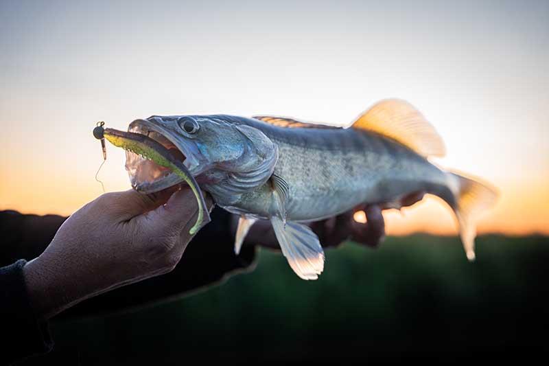 Fox Rage Scent Shad