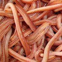 Fresh Earthworms