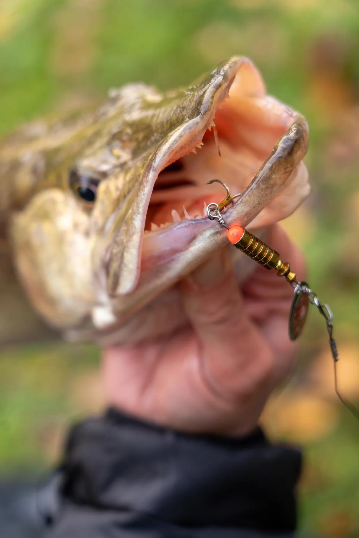 One More Cast FC  Lure Kit