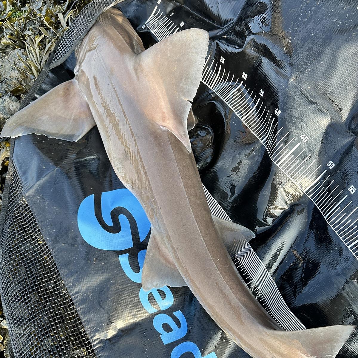 Seadra Weigh & Measure Sling Specimen 120cm