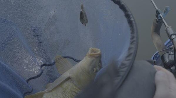 MAP Embed Feeder Inline