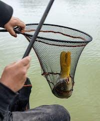 Frenzee FXT Landing Net - Scoop Net