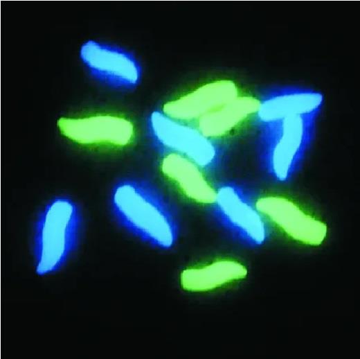 Enterprise Nite Glow Large Grubs / Maggots - Neon Blue