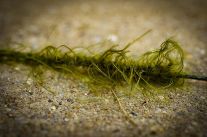 Katran Chain Core Comodo Mimicker Weedy Camo Green 80lb 5m