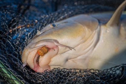 Guru Duel 600 Specimen Net