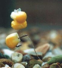 Enterprise Frank Warwick Sweetcorn Yellow Pineapple & N-Butyric Acid 