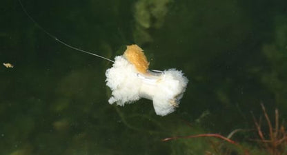 Nash Small Bread Bomb